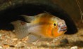/album/peixes-ornamentais/apistogramma-cacatuoides-picuruyacu-a-wood-1-jpg/